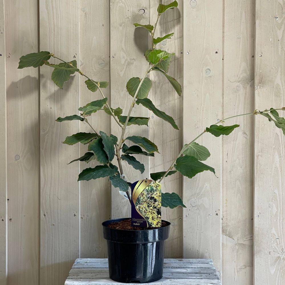 Hamamelis mollis 'Pallida' Witch Hazel 5Ltr Pot (NL)