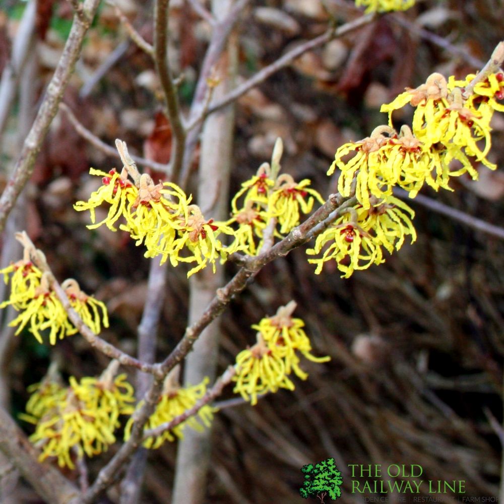 Hamamelis mollis 'Pallida' Witch Hazel 5Ltr Pot (NL)