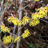 Hamamelis mollis 'Pallida' Witch Hazel 5Ltr Pot (NL)