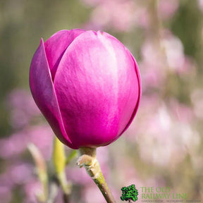 Magnolia 'Black Tulip' Tree 80cm Tall (NL)