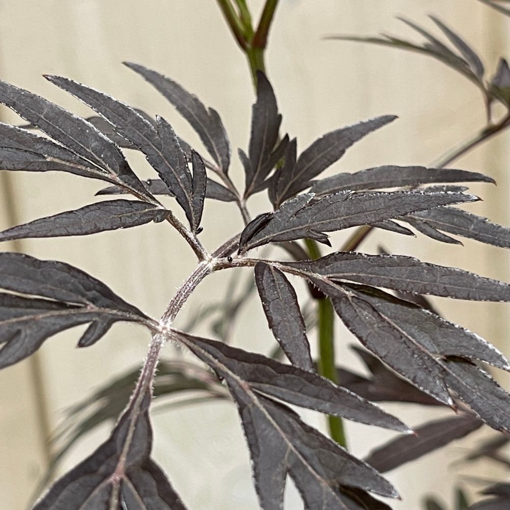 Sambucus 'Black Lace' Plant 3Ltr Pot (NL)
