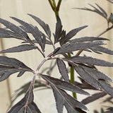 Sambucus 'Black Lace' Plant 3Ltr Pot (NL)