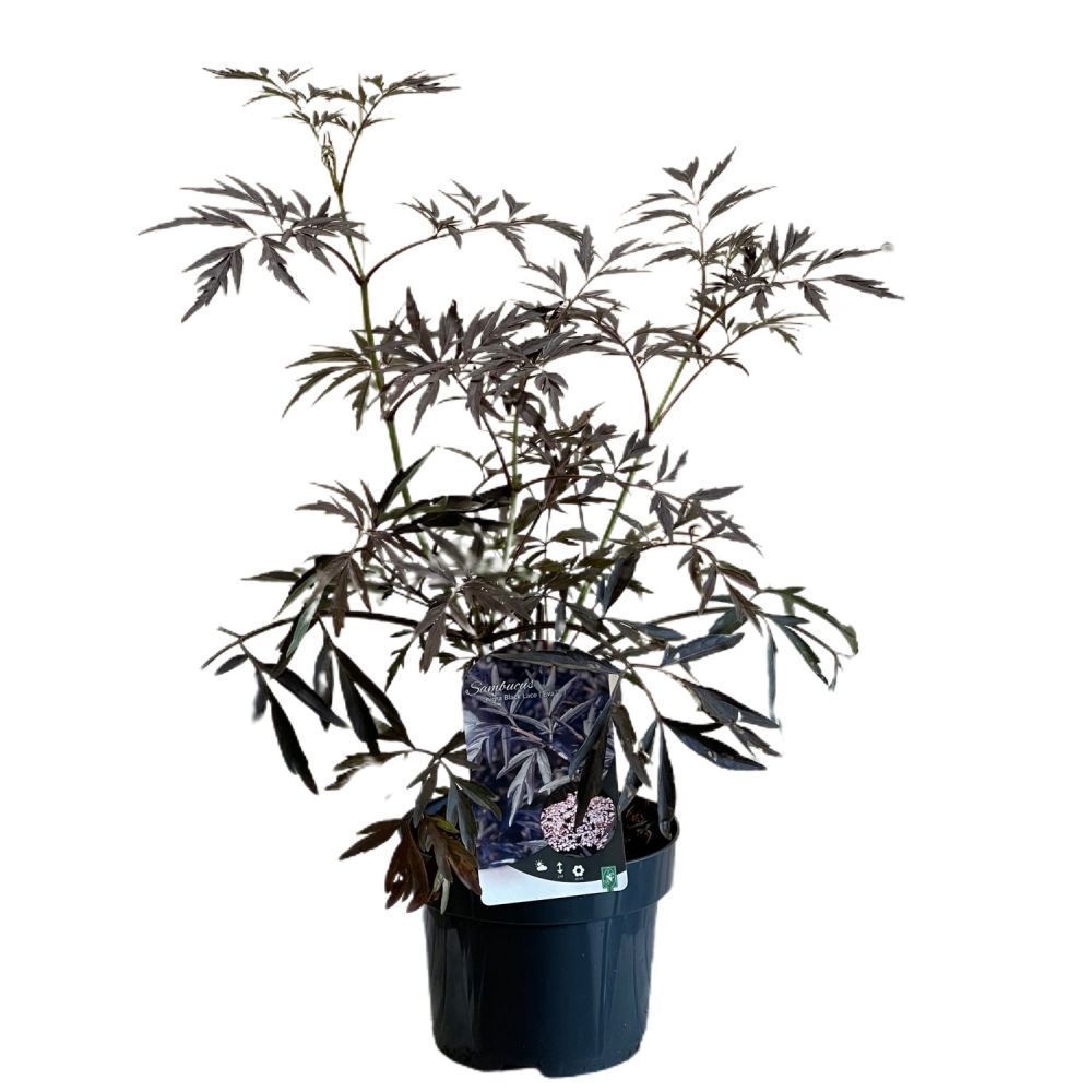 Sambucus 'Black Lace' Plant 3Ltr Pot (NL)