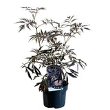 Sambucus 'Black Lace' Plant 3Ltr Pot (NL)