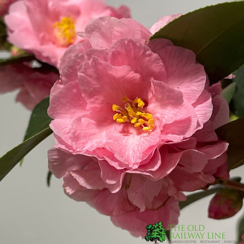 Camellia 'Spring Festival' 3Ltr Pot
