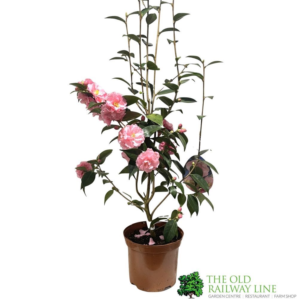 Camellia 'Spring Festival' 3Ltr Pot