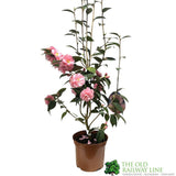 Camellia 'Spring Festival' 3Ltr Pot