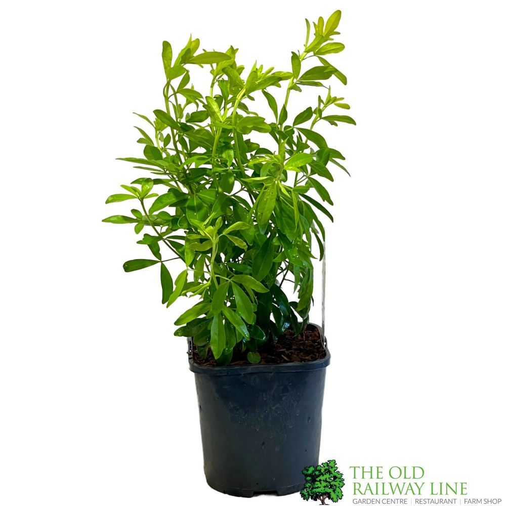 Choisya ternata 'Sundance' Plant 2Ltr Pot (NL)