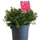 Azalea 'Anouk' Rhododendron Plant 3Ltr Pot (NL)