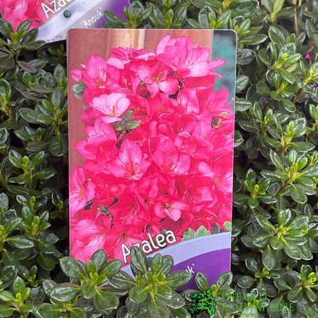 Azalea 'Anouk' Rhododendron Plant 3Ltr Pot (NL)