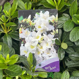 Azalea 'Mary Helen' Rhododendron Plant 3Ltr Pot (NL)