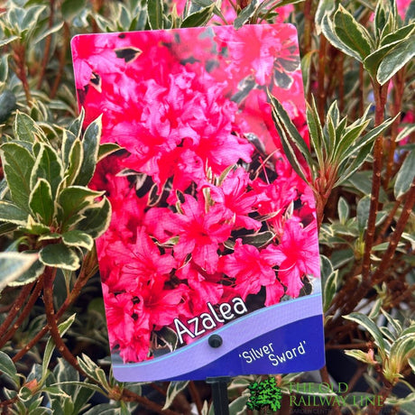 Azalea 'Silver Sword' 3Ltr Pot