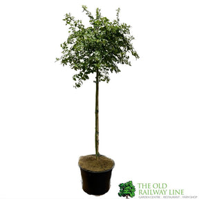 Ceanothus 'Victoria' Tall Standard 60cm (NL)