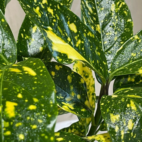 Aucuba japonica 'Golden King' – Japanese Spotted Laurel Shrub - 2Ltr Pot