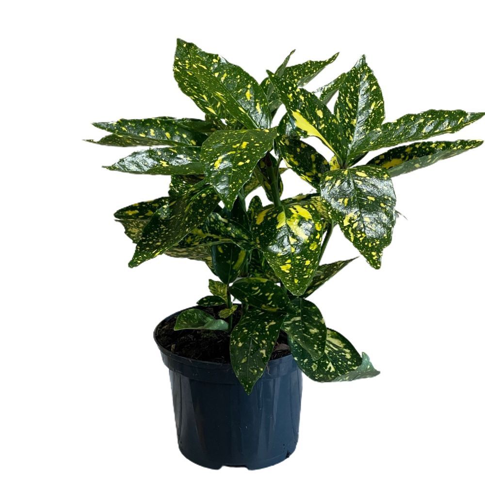 Aucuba japonica 'Golden King' – Japanese Spotted Laurel Shrub - 2Ltr Pot