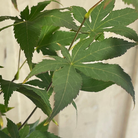 Acer palmatum 'Osakazuki' Japanese Maple Tree - 50cm Tall