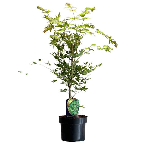 Acer palmatum 'Sango Kaku' Japanese Maple Tree 50cm Tall (NL)