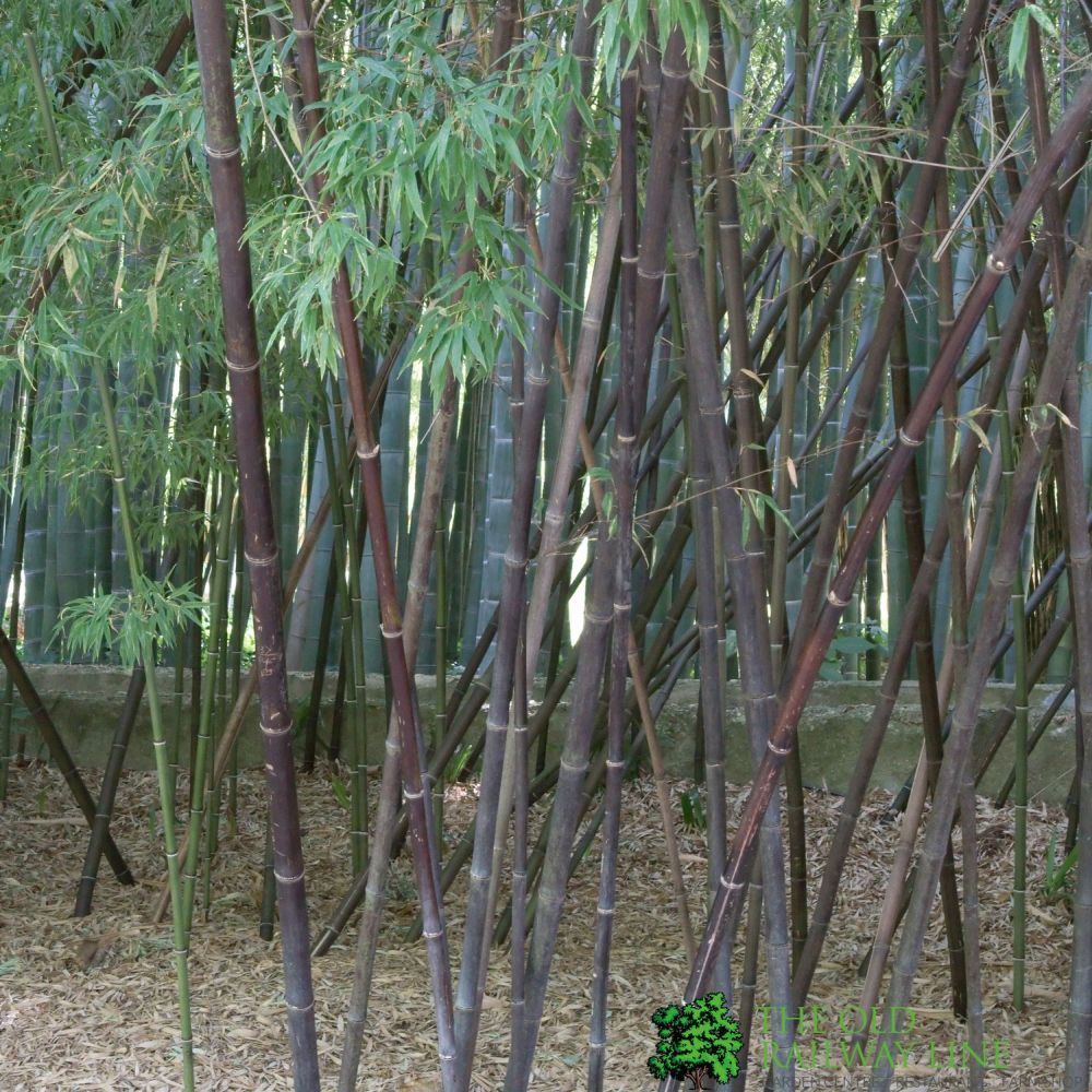 Phyllostachys 'Nigra' Bamboo 1m Tall