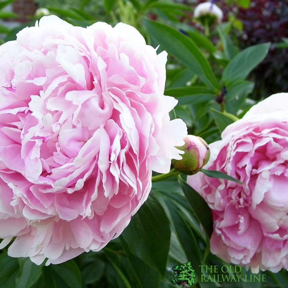 Paeonia Lactiflora Mixed Variety 5Ltr Pot (NL)