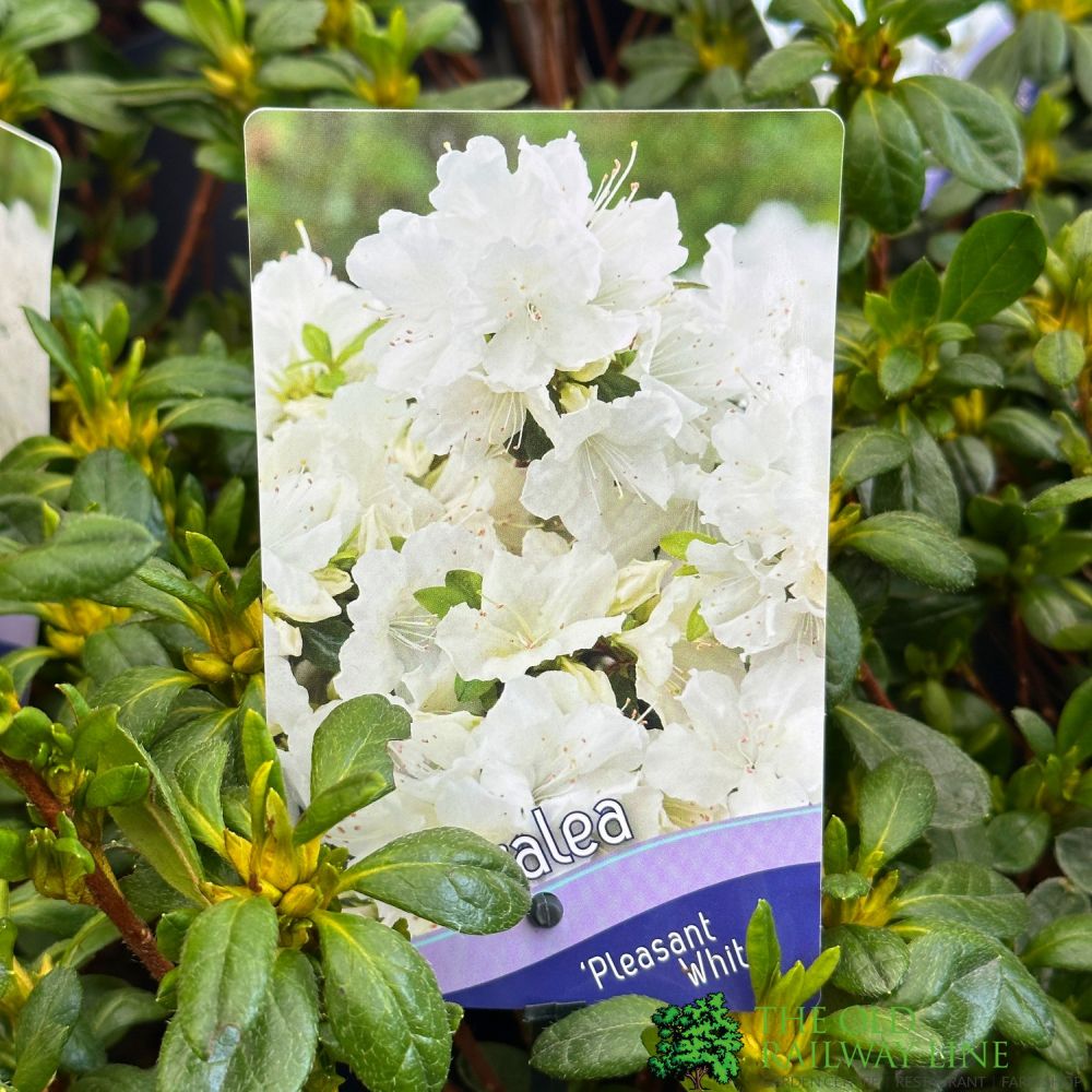 Azalea 'Pleasant White' Plant 3Ltr Pot