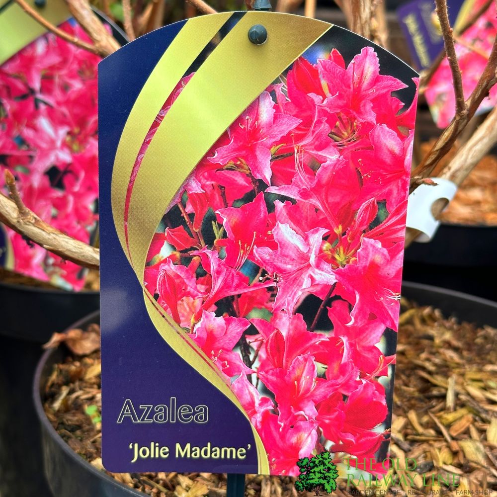 Azalea 'Jolie Madame' 7.5Ltr Pot