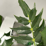 Mahonia 'Charity' Plant 40cm Tall (NL)