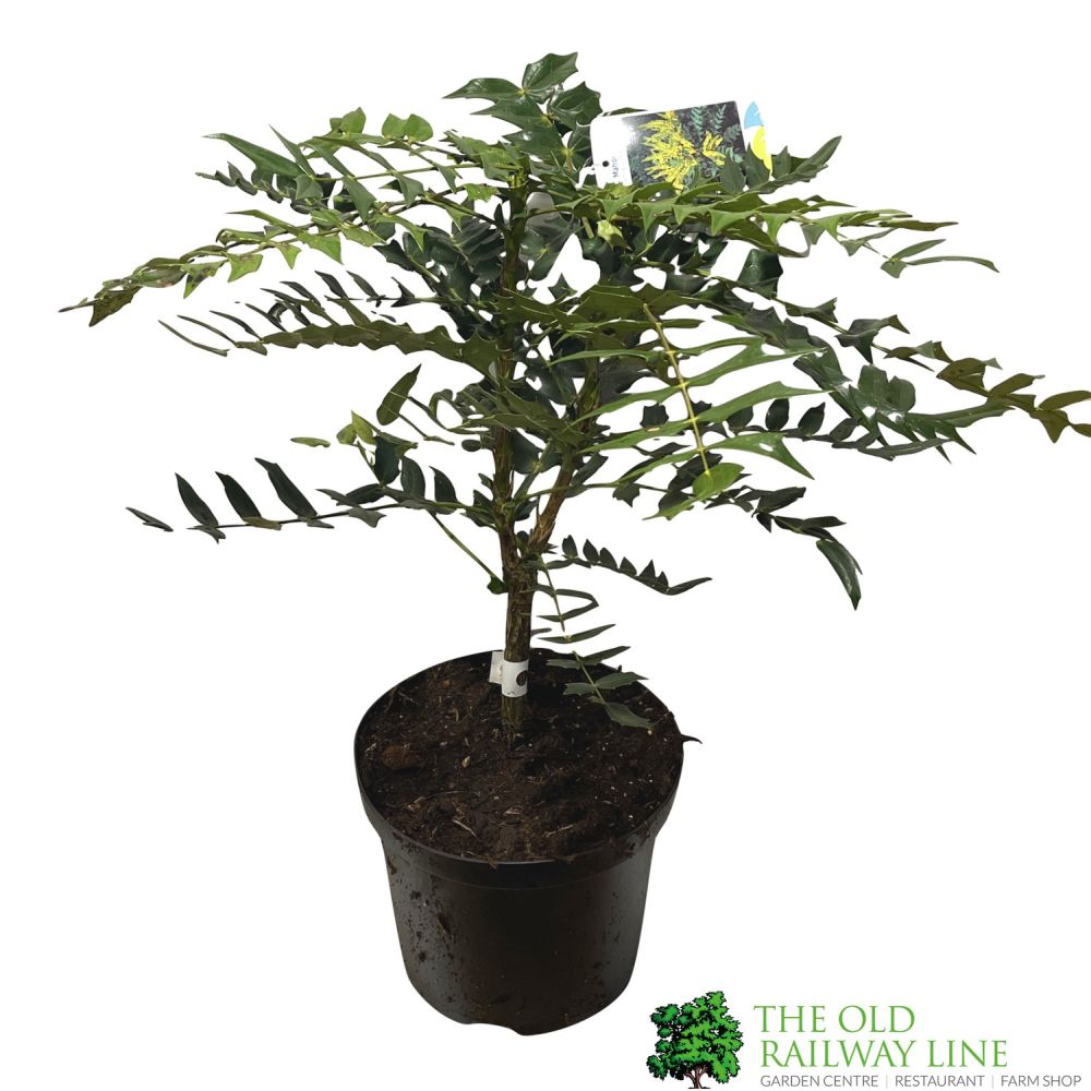 Mahonia 'Charity' Plant 40cm Tall (NL)
