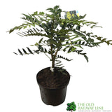Mahonia 'Charity' Plant 40cm Tall (NL)