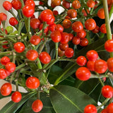 Skimmia Japonica 'Pabella' 1.5Ltr (NL)