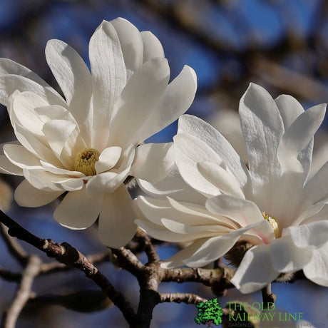 Magnolia 'Royal Star' Tree 60cm Tall (NL)