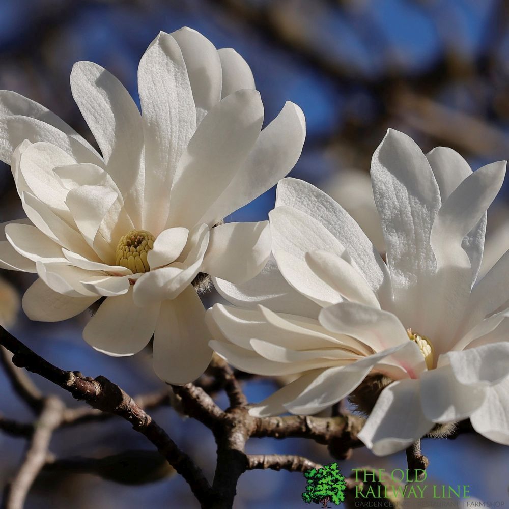Magnolia 'Royal Star' Tree 10Ltr Pot