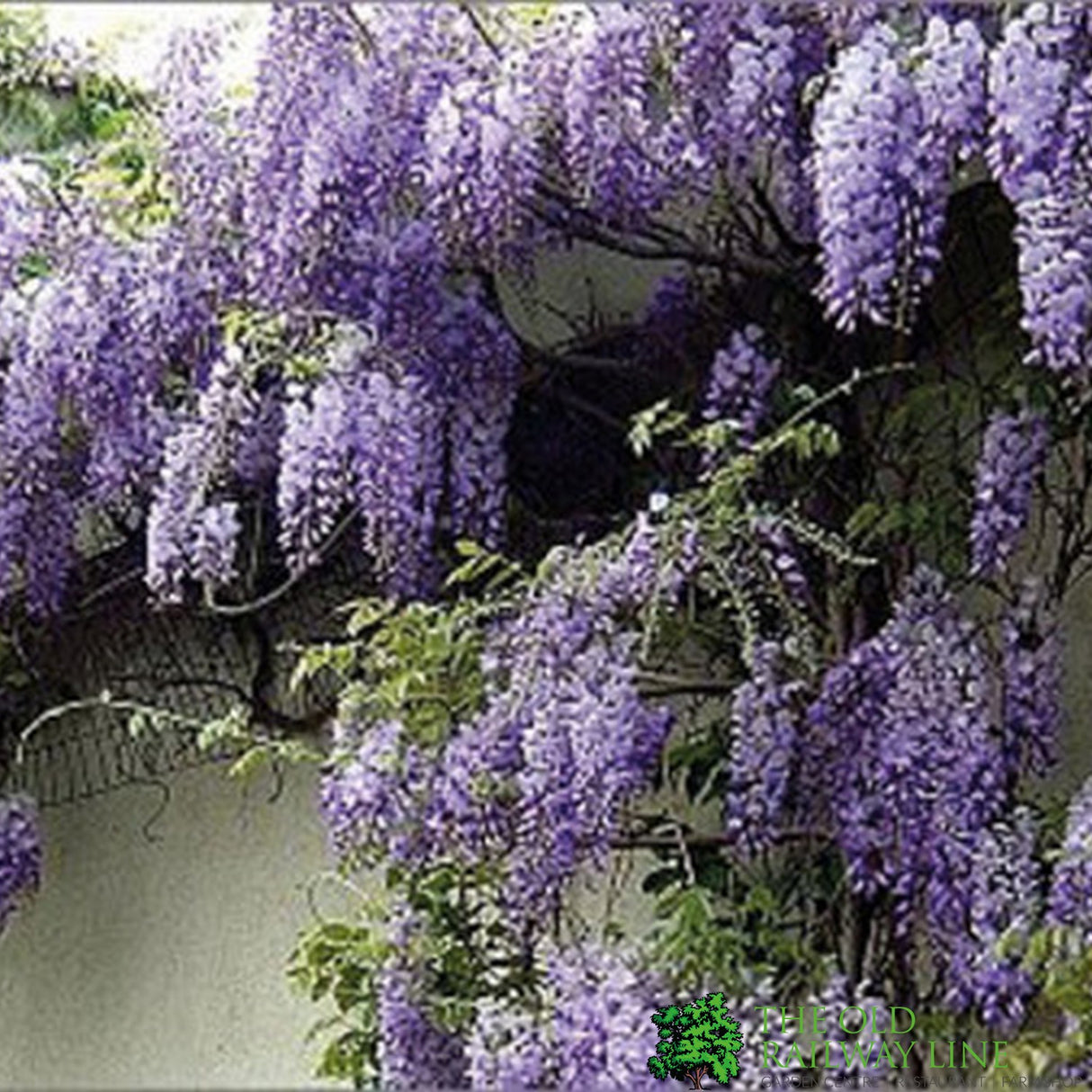 Wisteria sinensis 'Prolific' Climber 7.5 Ltr Pot (NL)