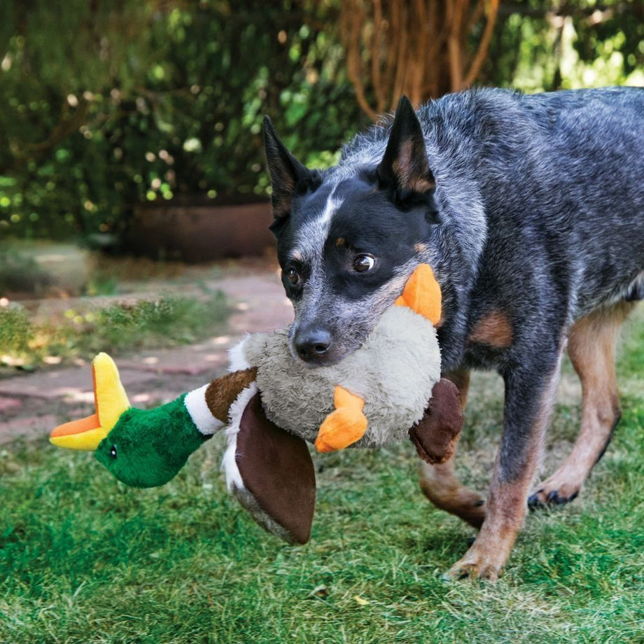 Australian cattle 2024 dog toys