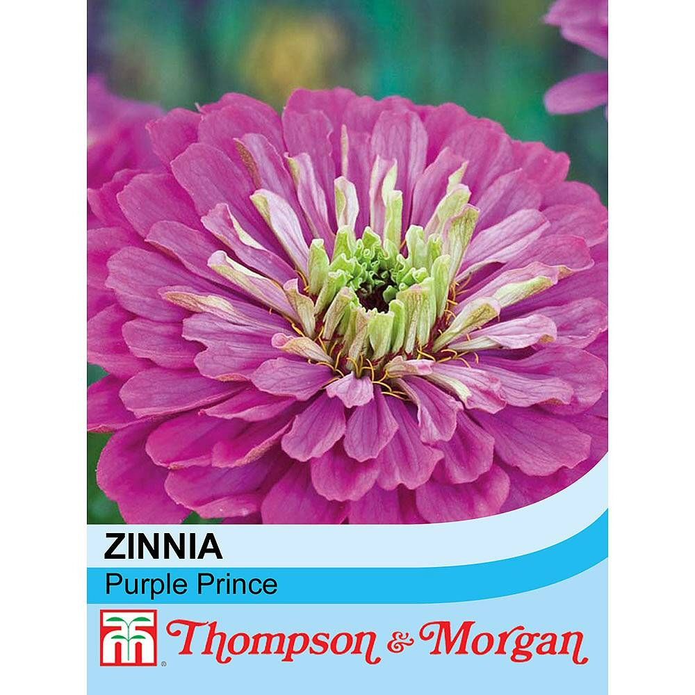 T & M Zinnia 'Purple Prince' Seeds