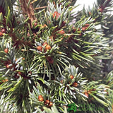 Picea 'Sanders Blue' Spruce Plant 3Ltr Pot (NL)