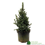 Picea 'Sanders Blue' Spruce Plant 3Ltr Pot (NL)