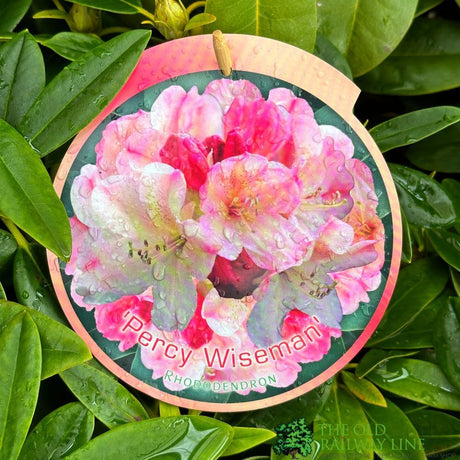 Rhododendron 'Percy Wiseman' 7.5Ltr