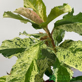 Photinia 'Pink Crispy' Plant 2Ltr Pot (NL)