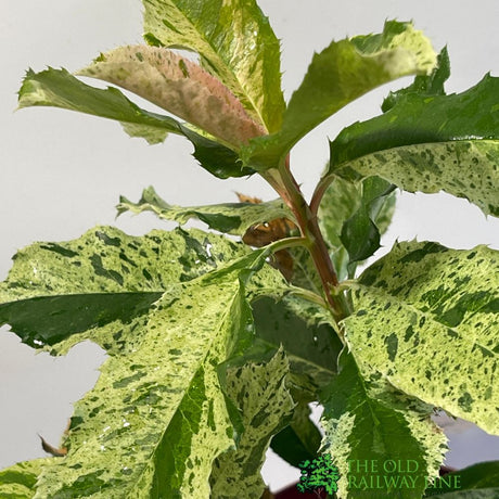 Photinia 'Pink Crispy' Plant 2Ltr Pot (NL)