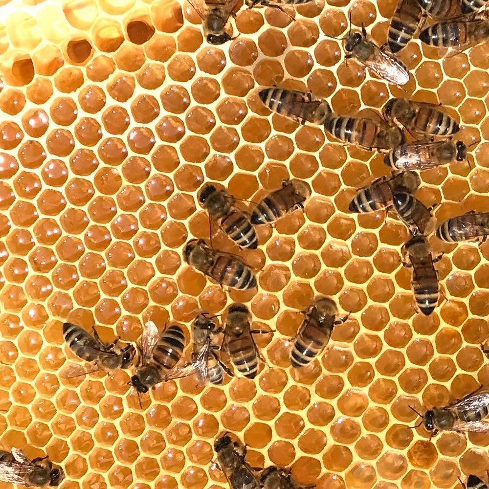 Bee Welsh Honey Company Welsh Cut Honey Comb – Old Railway Line Garden  Centre