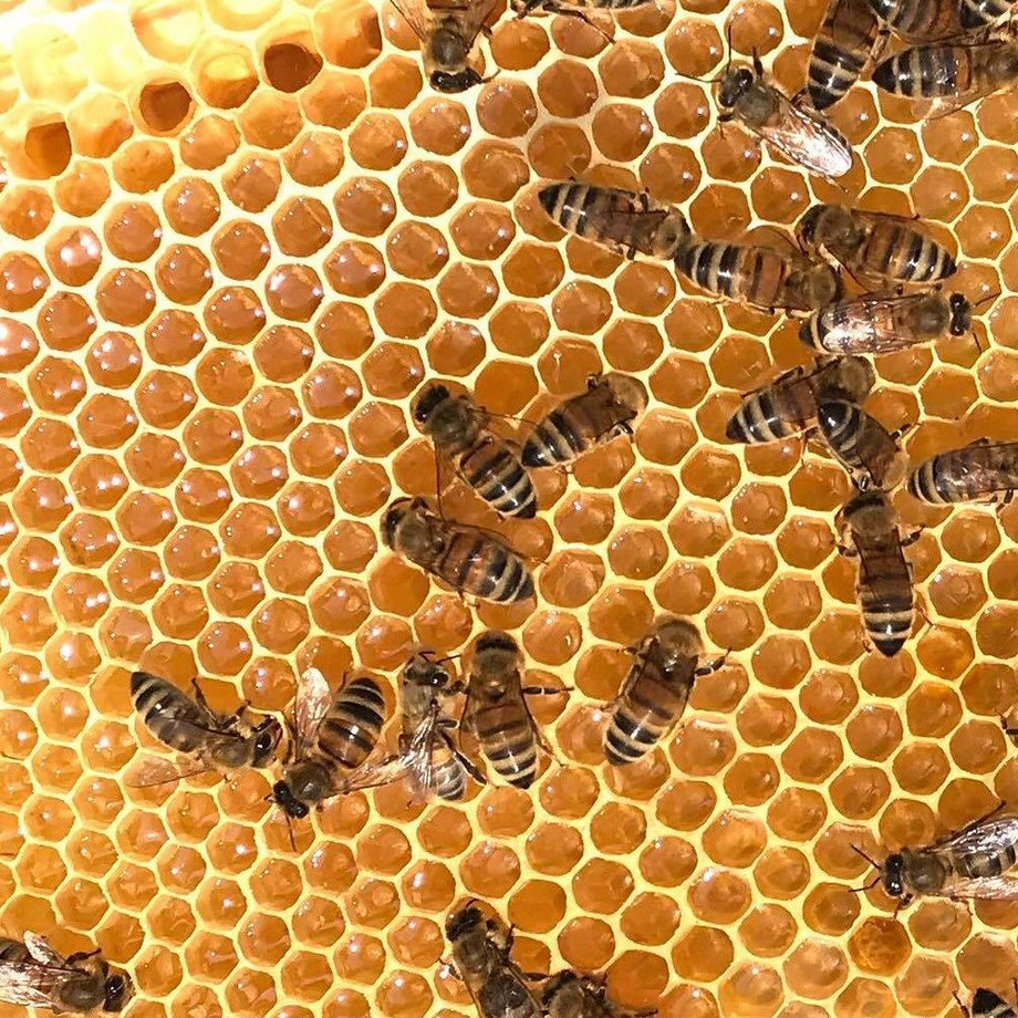 Bee Welsh Honey Company Welsh Cut Honey Comb – Old Railway Line