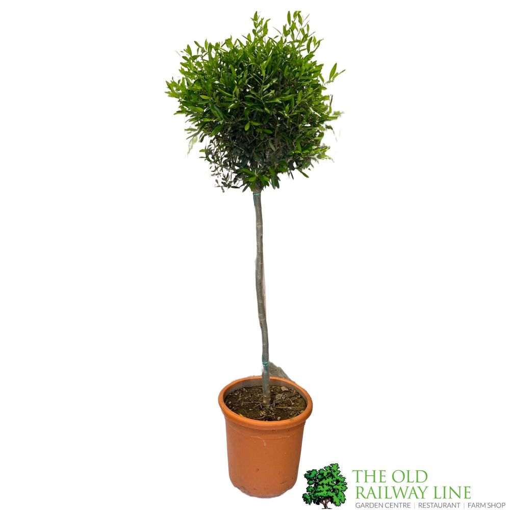 Olive Branch Stem – Lane & Co.