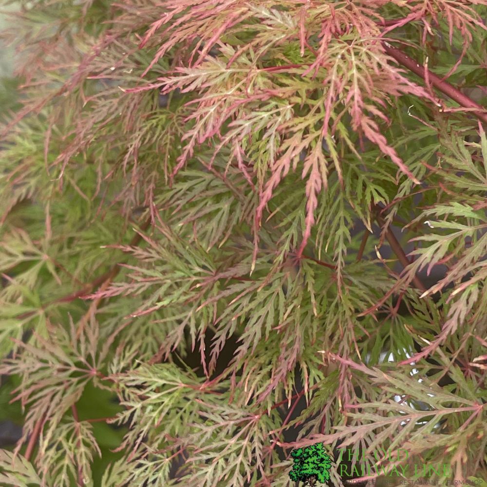 Acer Palmatum 'Emerald Lace' 3Ltr Pot