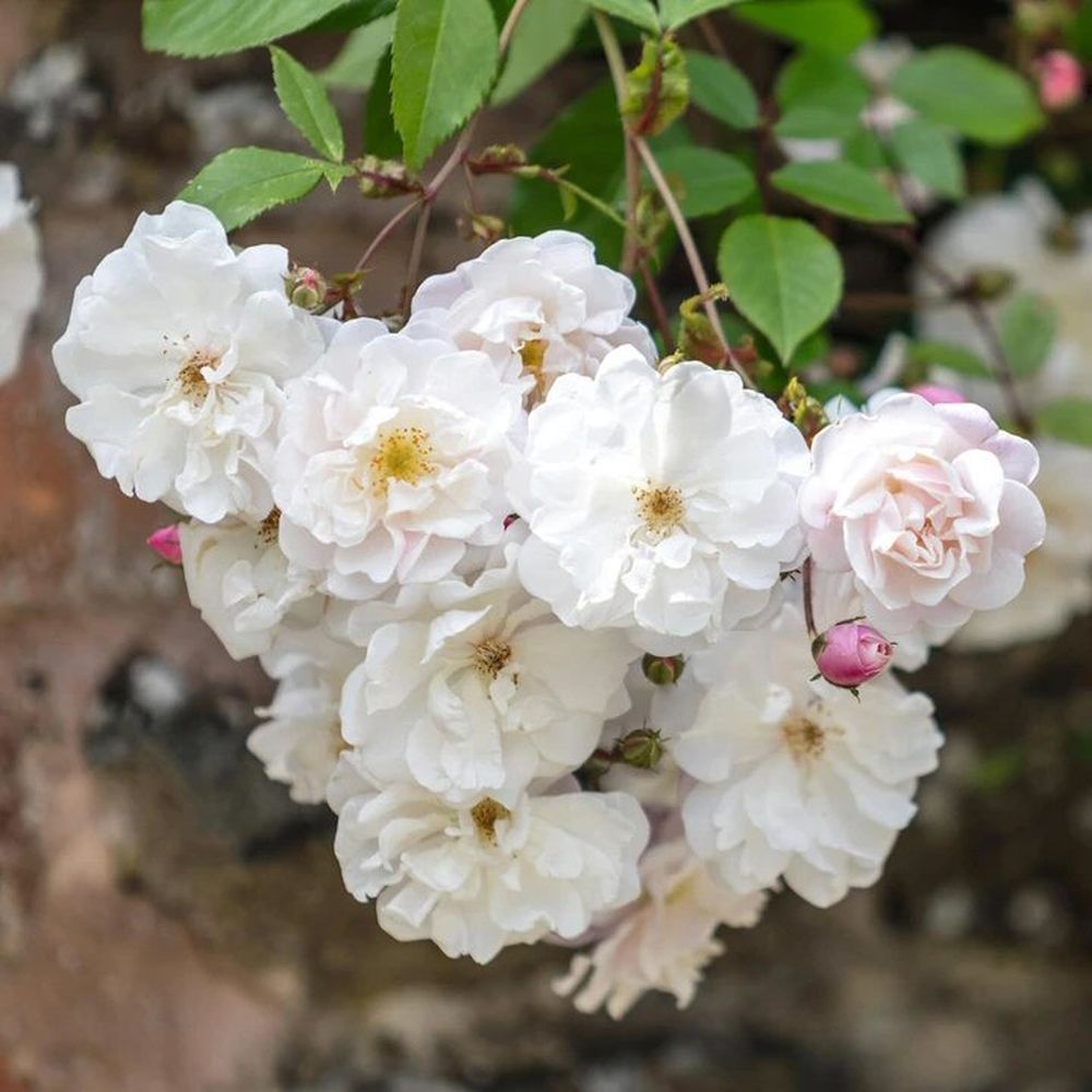 David Austin 'Adelaide D'Orleans' White English Rambling Rose 