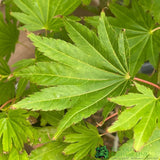 Acer Shirasawanum 'Jordan' Standard 18Ltr Pot