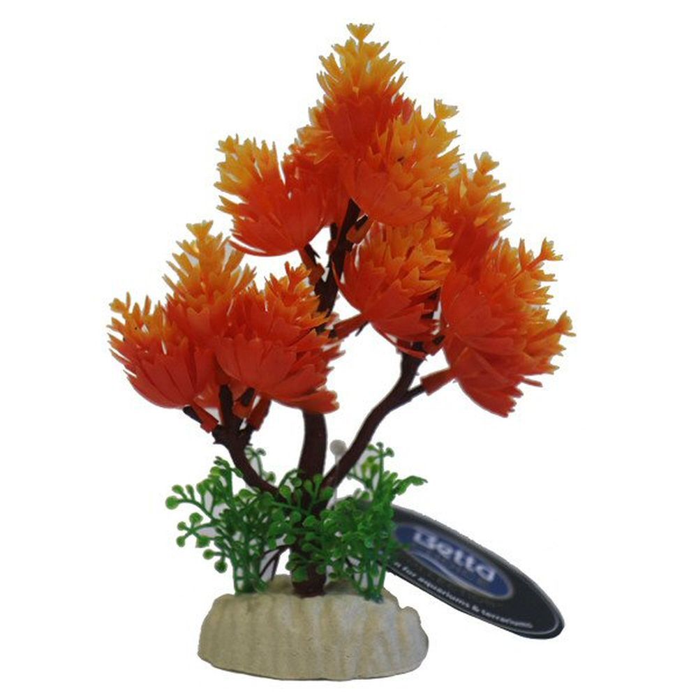 Betta 5" Orange Tree