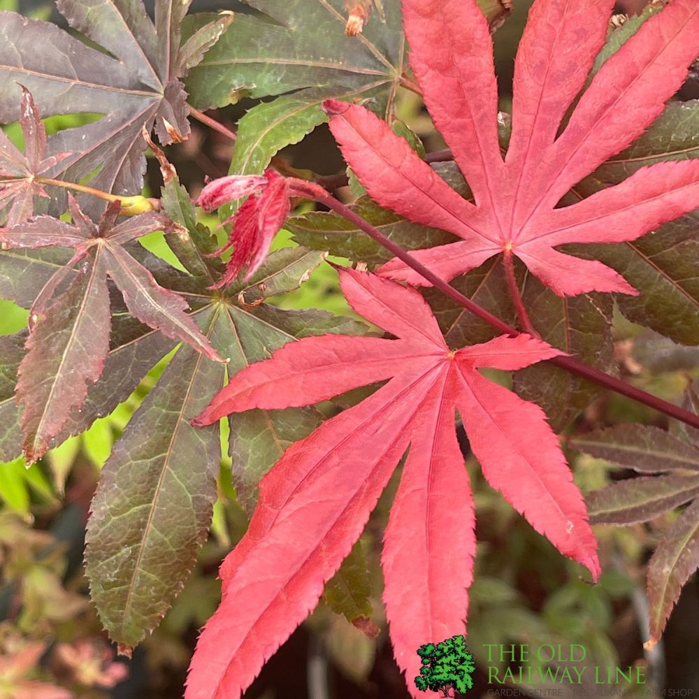 Acer Palmatum 'Atropurpureum' Japanese Maple Tree 3Ltr