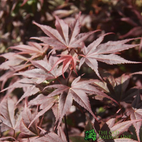 Acer Palmatum 'Pixie' Japanese Maple Tree 7.5Ltr Pot