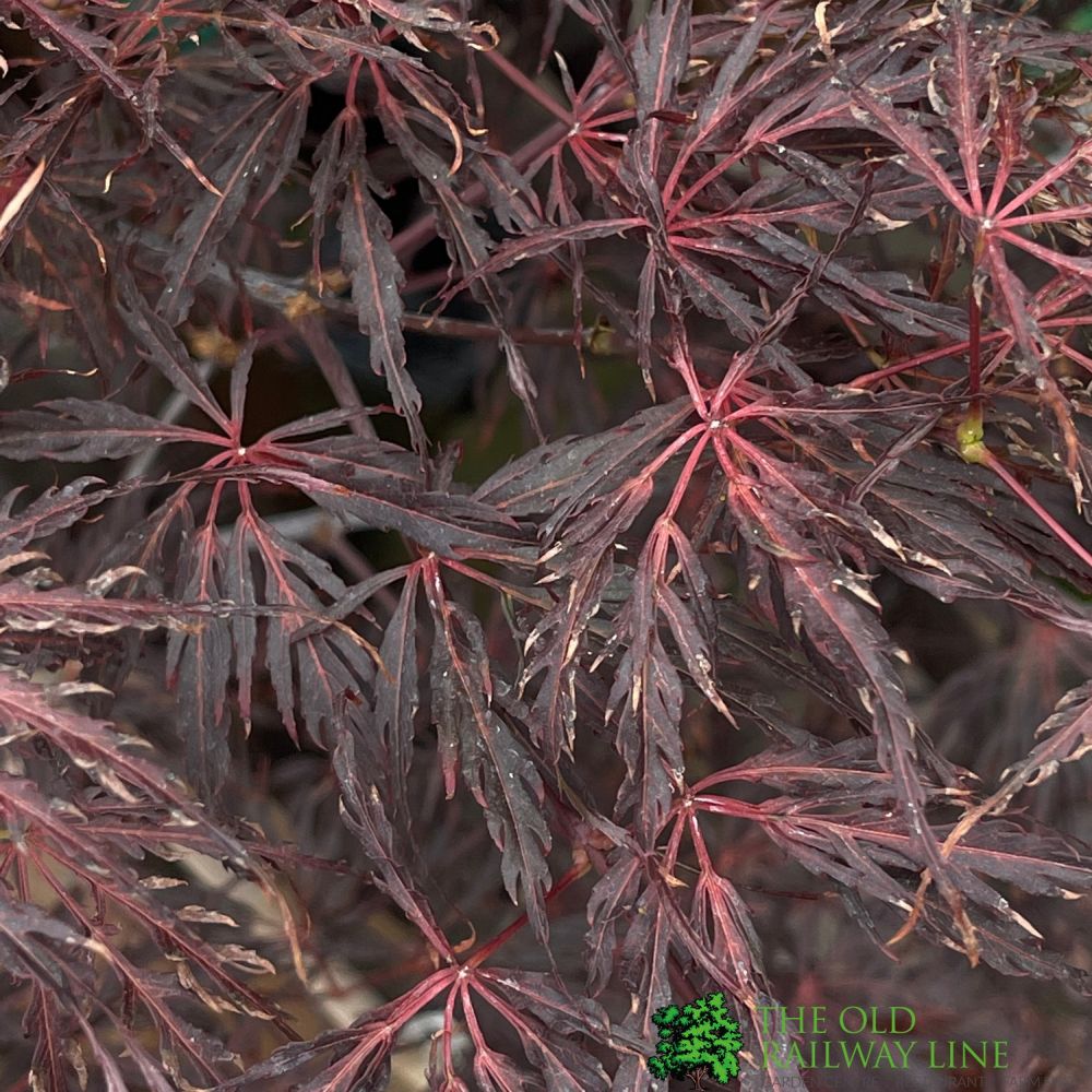 Acer Palmatum 'Firecracker' Japanese Maple Tree 20Ltr Pot
