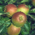 Apple Duo Tree Malus Elstar + Cox Orange Pippin Fruit Tree 7.5Ltr Pot